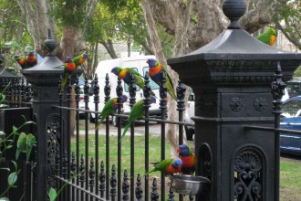melbournes-beautiful-rosel