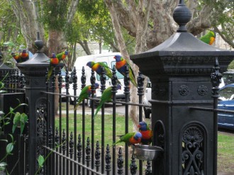 melbournes-beautiful-rosel