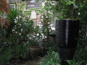 lush-plants-fitzroy-nursery