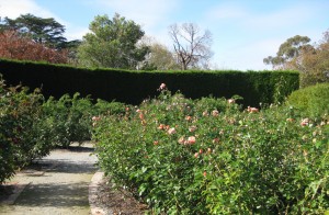 rose-garden-St-Kilda Botanical Gardens