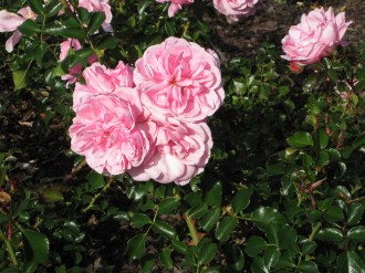 rose-st-kilda-botanical-gar1