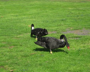 swans-albert-park-lake