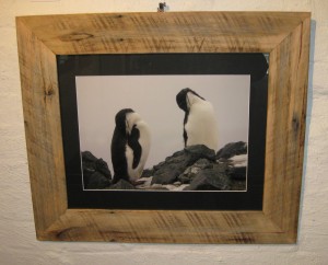 Photo-penguins-lisa-davidson