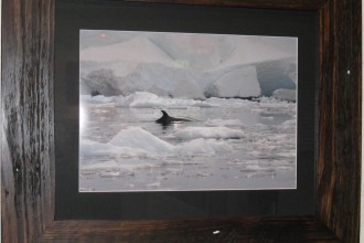 ice-and-whales-Lisa-davidso