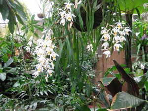 tropical-flowers-Bot-Gardens-Melbourne