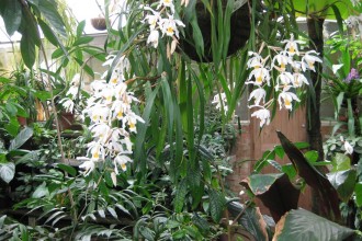 tropical-flowers-Bot-Garden
