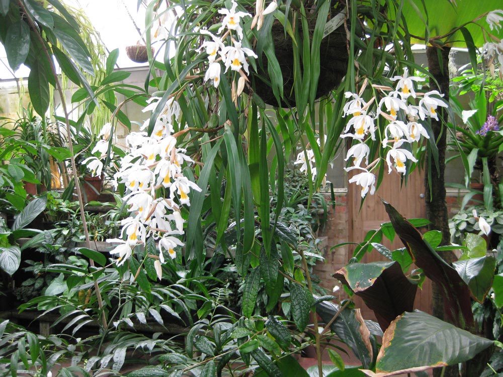tropical-flowers-Bot-Garden