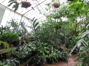 tropical-plants-Melbourne-Botanical-Gardens