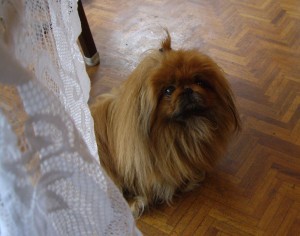 William-the-Peke
