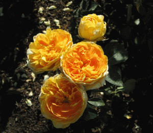 Yellow-roses