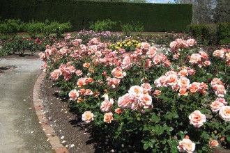 peach-coloured-roses