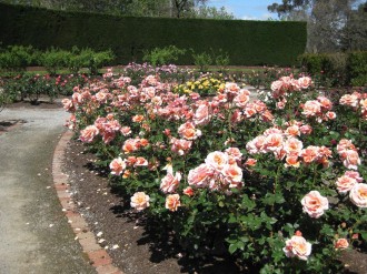 peach-coloured-roses