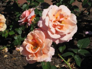 pinky-orange roses