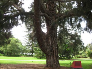 Werribee-Park-old-tree