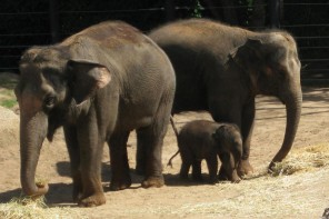 baby-elephant-mum-auntie1