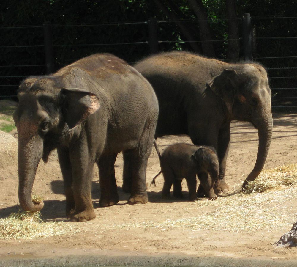 baby-elephant-mum-auntie1