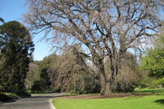 Entrance-Camellia-garden
