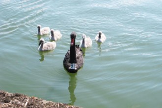 black-swan-family-swimming1