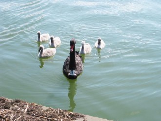 black-swan-family-swimming1
