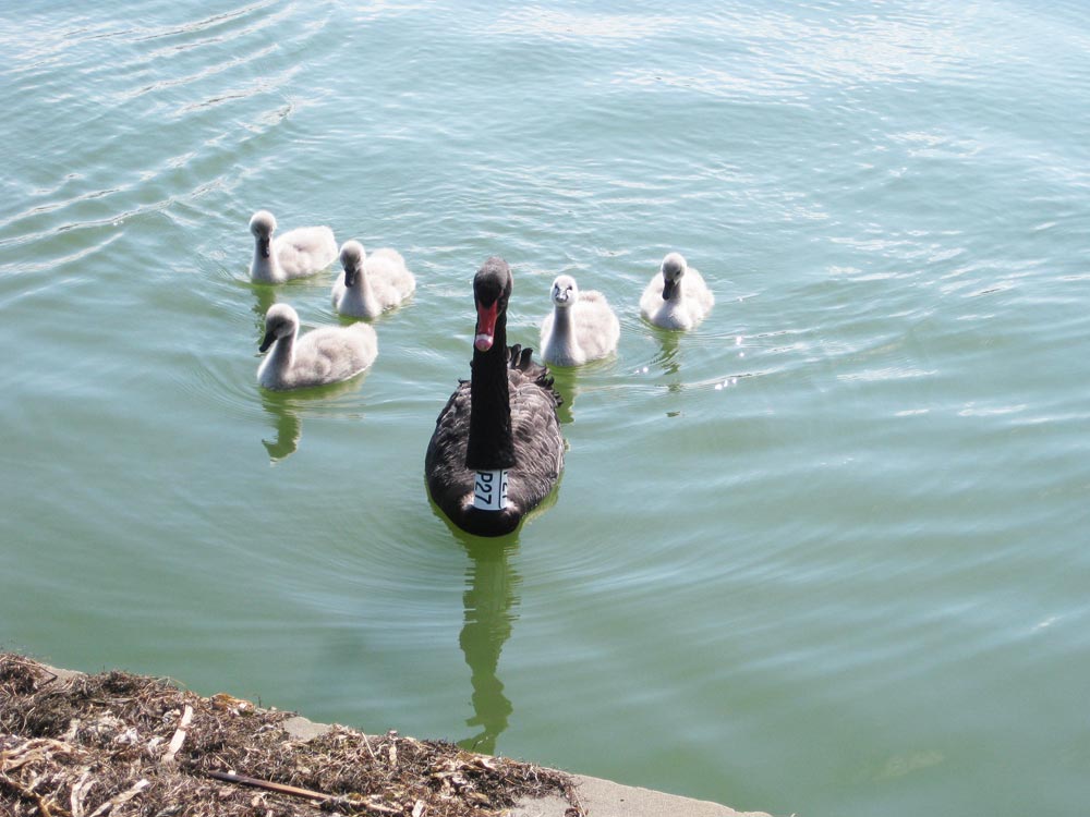 black-swan-family-swimming1