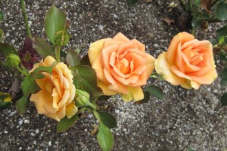 Apricot-Passion-rose