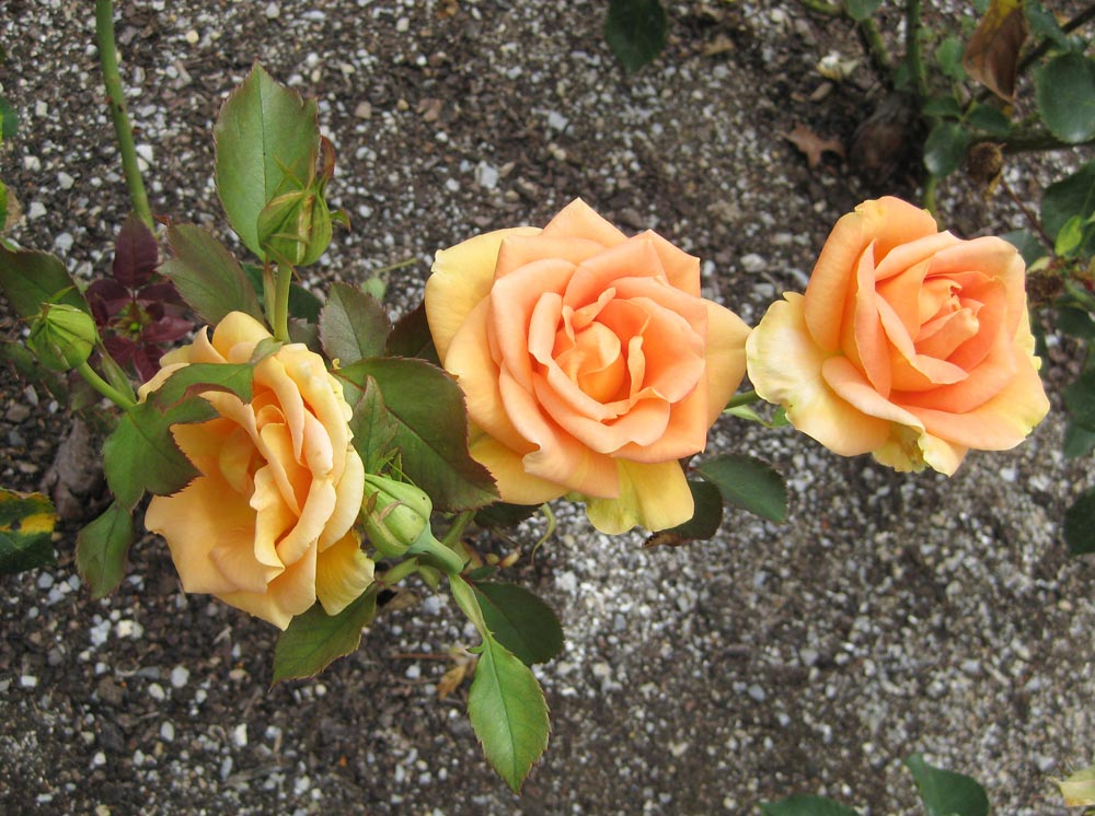 Apricot-Passion-rose