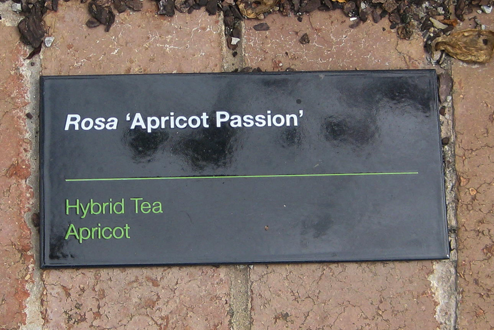Apricot-passion.jpg