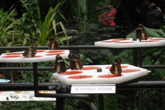 Butterfly-Feeder