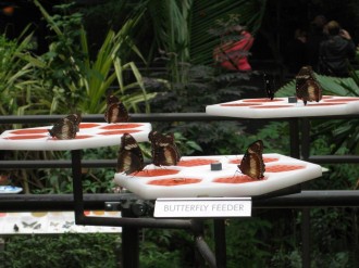 Butterfly-Feeder
