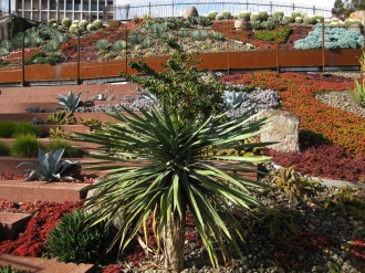plants-around-volcano