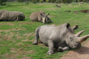 Rhino-and-Zebra