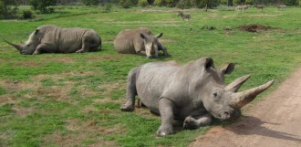 Rhino-and-Zebra