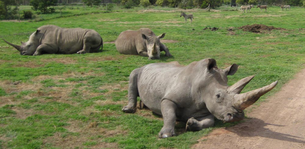 Rhino-and-Zebra