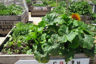 Flourishing-gardens-Fed-Sq-300x225