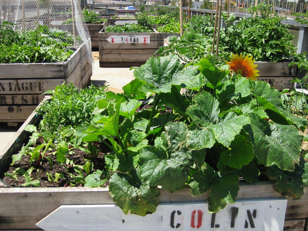 Flourishing-gardens-Fed-Sq-300x225