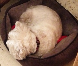 Maxie at French & Co