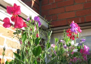 Sweet peas Melbourne