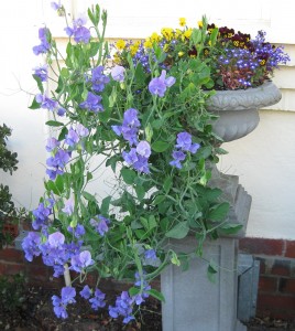 A much admired sweet pea plant