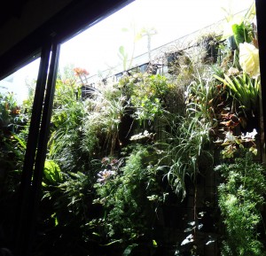 Wall garden at Dandelion in Elwood