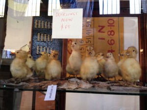 Ducklings for sale