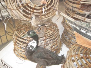 Tarlo and Graham's ducks