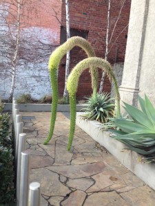 Flowers on  the Agaves at 388 High Street