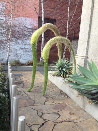 Flowers on  the Agaves at 388 High Street
