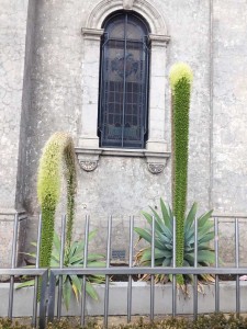 Agaves outside a church on High Street Prahran