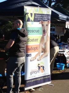 Come face to face with a greyhound