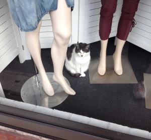 Watched by a people gazing cat.