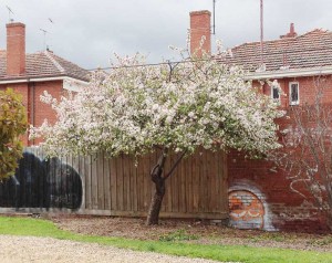 Spring blossom at the edge of Alma Park