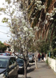 Blossom hidden among the evergreens.