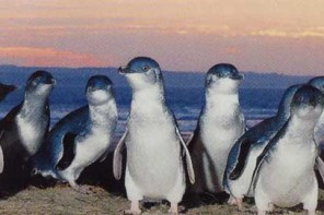 Penguins-sunset
