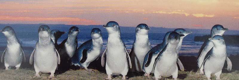 Penguins-sunset